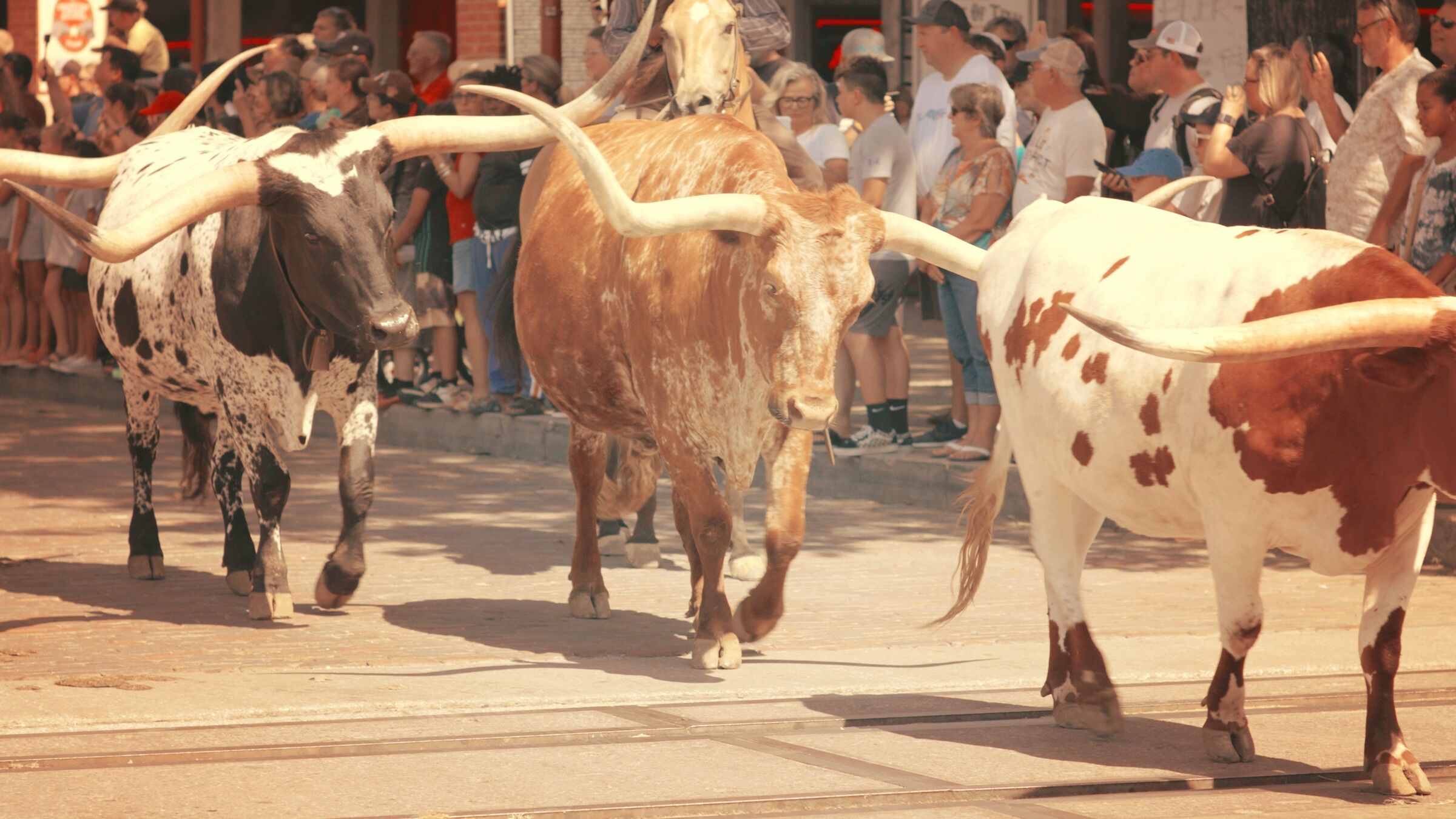Texas Longhorn cattle walking in a street parade